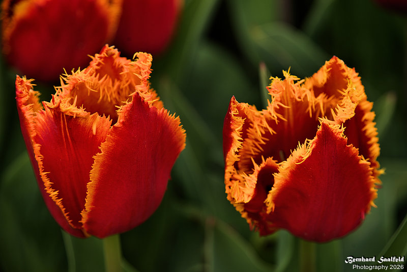 Bernhard Saalfeld - Tulpenpracht 2026 (2v9)